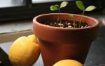 Как правильно сажать лимон в домашних условиях