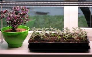Лампа для роста комнатных растений