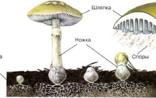 Симбиоз корней дерева и шляпочного гриба