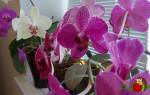 Полив орхидей чесноком и янтарной кислотой
