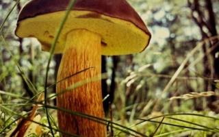Чем полезны грибы для мужчин