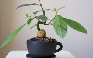 Как прорастить косточку авокадо в домашних условиях