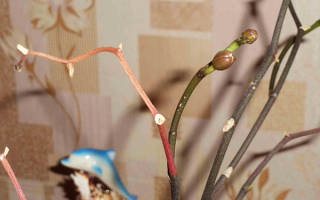 Орхидея фаленопсис выращивание на срезку