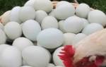 Что делать если куры склевывают свои яйца