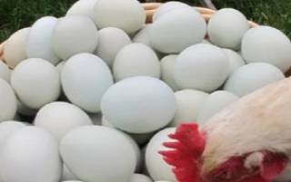 Что делать если куры склевывают свои яйца