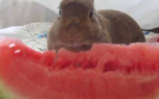 Можно ли кормить кроликов арбузными корками