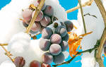 Подготовка винограда к укрытию на зиму