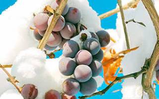 Как правильно прикрыть виноград на зиму