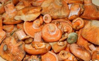 Сколько варить грибы рыжики перед маринованием