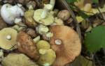 Можно ли собирать грибы в бушковском лесу