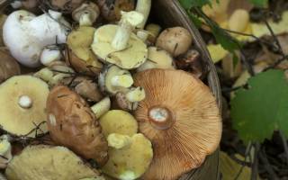 Можно ли собирать грибы в бушковском лесу