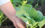 Как садить капусту в грунт рассадой