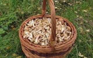 Показать грибы опята осенние
