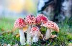 Ядовитые грибы ленинградской области фото и описание