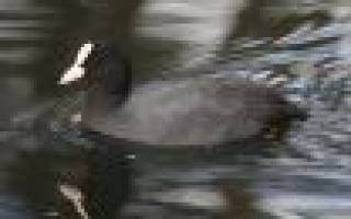 Черная птица с белым клювом водоплавающая