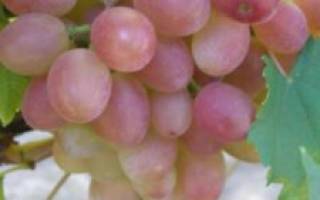 Сорт винограда гурман лакомка