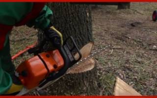 Как правильно свалить дерево бензопилой