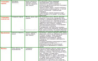 Совместимость черноплодной рябины с другими растениями