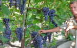 Ровенский владимир владимирович выращивание винограда