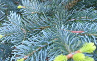 Какие бывают хвойные кустарники названия