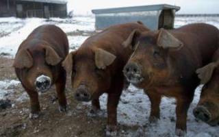 Какая порода свиней лучше дюрок или ландрас