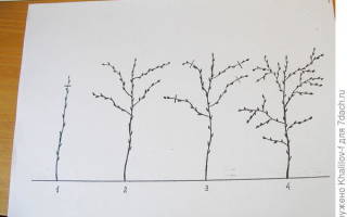 Обрезка малинового дерева осенью видео