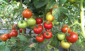 Самые обильные сорта томатов