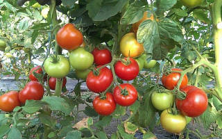 Самые обильные сорта томатов