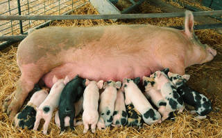 Размножение свиней в домашних условиях