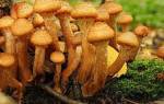 Осенние грибы московской области