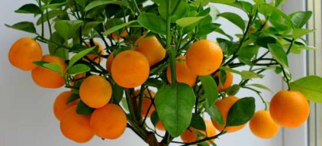 Как посадить апельсин в домашних условиях