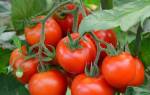 Как посадить семена помидор на рассаду видео
