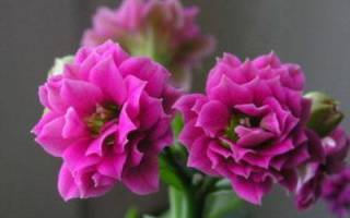 Каланхоэ с розовыми цветами