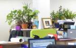 Растения для офисных помещений