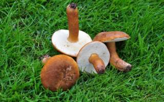 Каштановый гриб фото и описание
