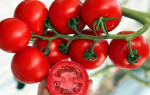 Сорт помидор интуиция фото и описание