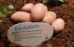 Сорт картофеля эволюшн фото и описание