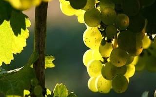 Рислинг сорт винограда характеристика