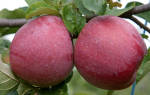 Яблоки флорина фото и описание