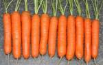 Морковь нантская отзывы фото