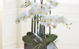Орхидея белая уход в домашних условиях