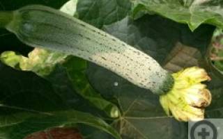 Семена овощей из китая