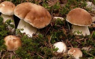 Как посадить грибы на своём участке