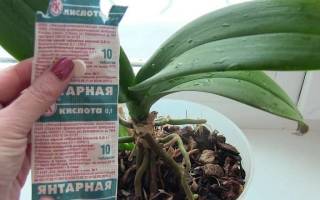 Янтарная кислота для орхидеи применение в таблетках