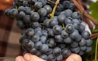 Лучшее удобрение для винограда