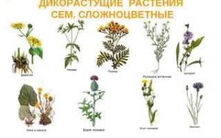 Характеристика дикорастущих растений 3 класс