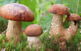 Через сколько времени после дождя вырастают грибы