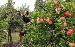 Как прорастить семена яблони