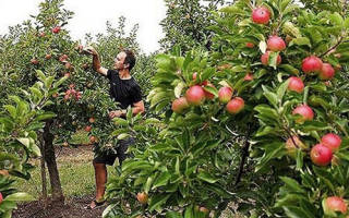 Как прорастить семена яблони