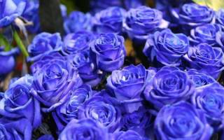 Что означают синие розы подаренные мужчиной